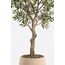 Sora Artificial Olive Tree — design preview